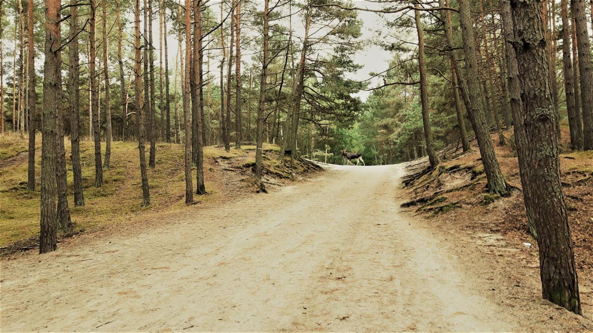Dom Wczasowy Janina Mikoszewo Exteriör bild